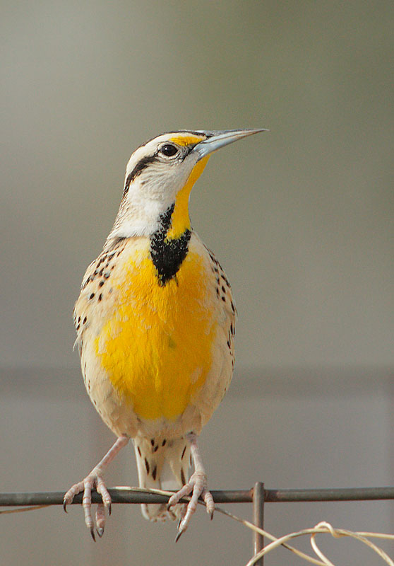 Eastern Meadowlark
