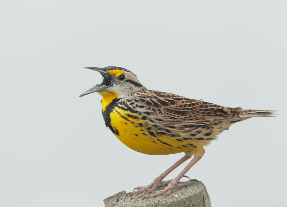 Eastern Meadowlark