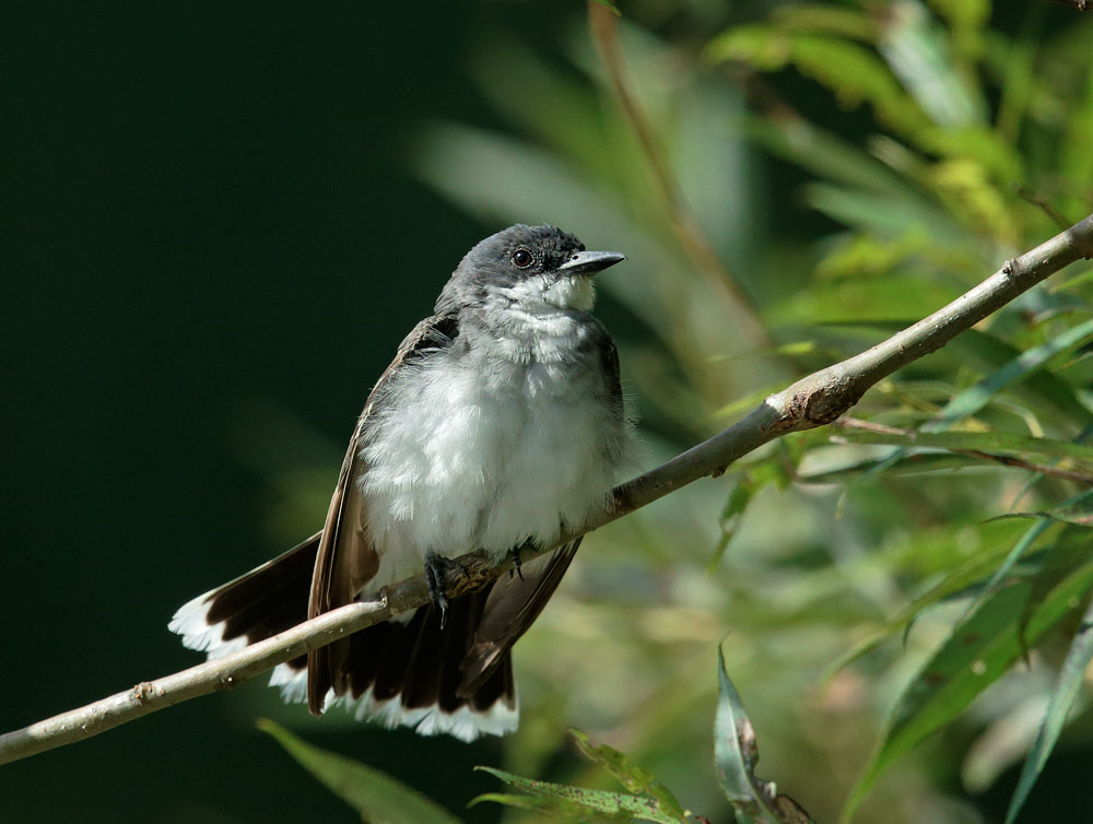 Eastern Phoebe
