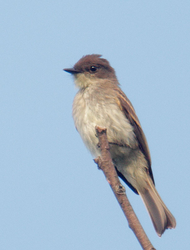 Eastern Phoebe