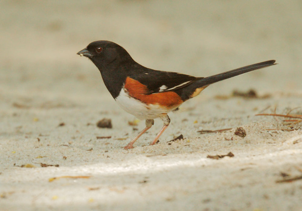 Eastern Towhee