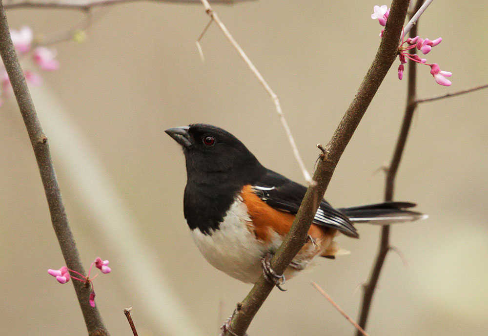 Eastern Towhee