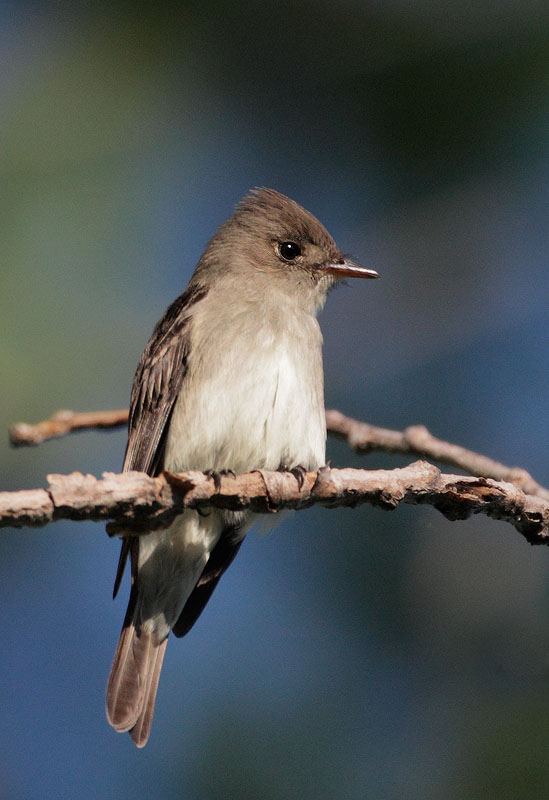 Eastern Wood-Pewee