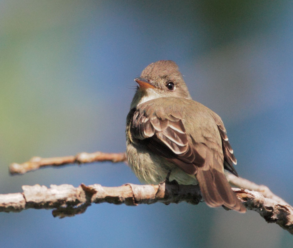 Eastern Wood-Pewee