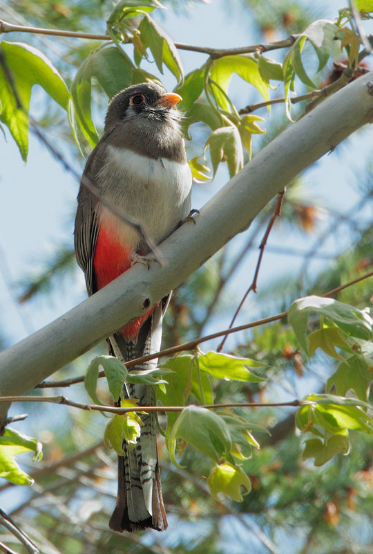 Elegant Trogon