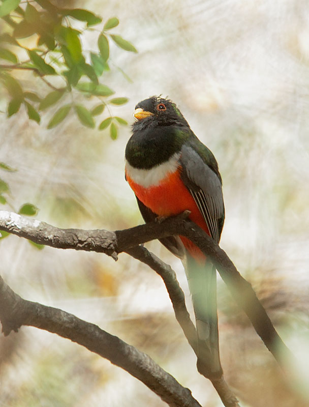Elegant Trogon