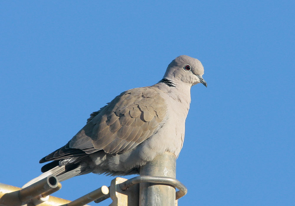 Eurasian Collared-Dove, 1/15/08, Salton Sea NWR Headquarters, Imperial Co