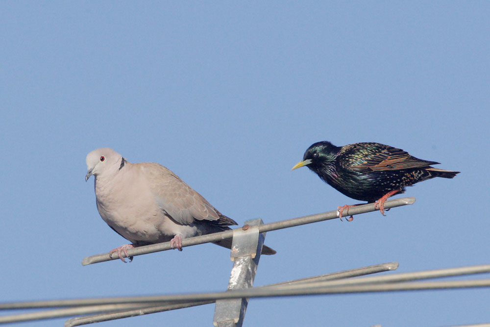 Eurasian Collared-Dove with European Starling, 3/7/09, Alviso