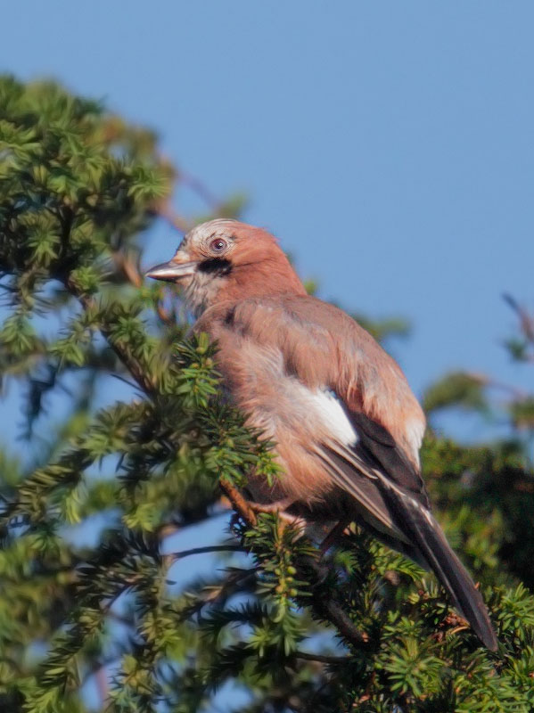 Eurasian Jay