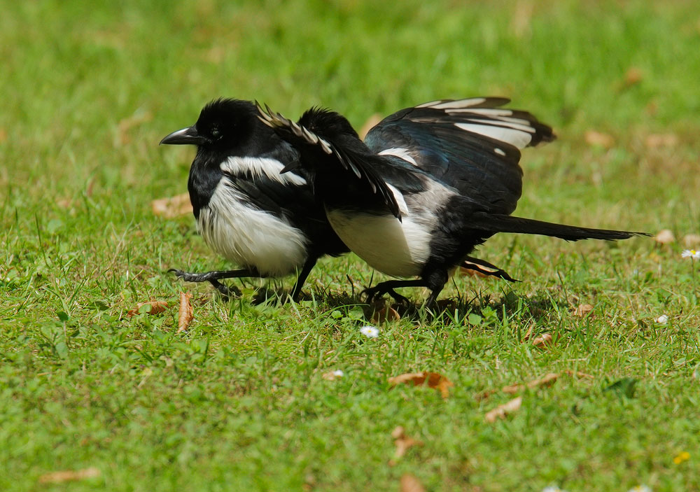 Eurasian Magpies