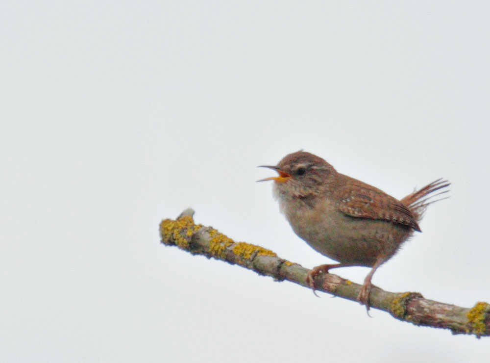 Eurasian Wren