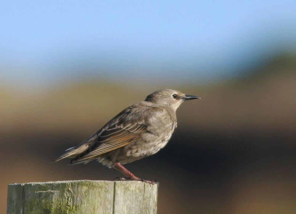 European Starling