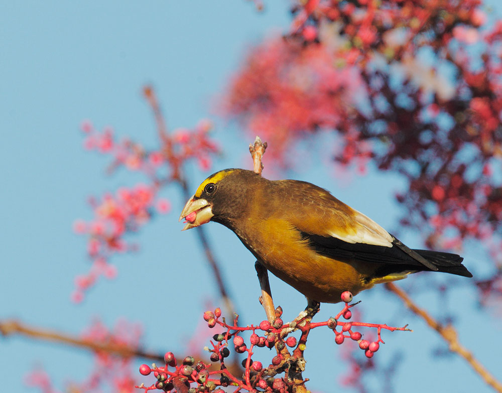 Evening Grosbeak