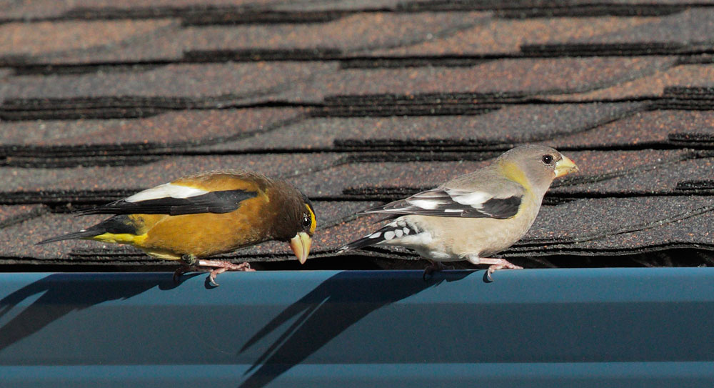 Evening Grosbeaks