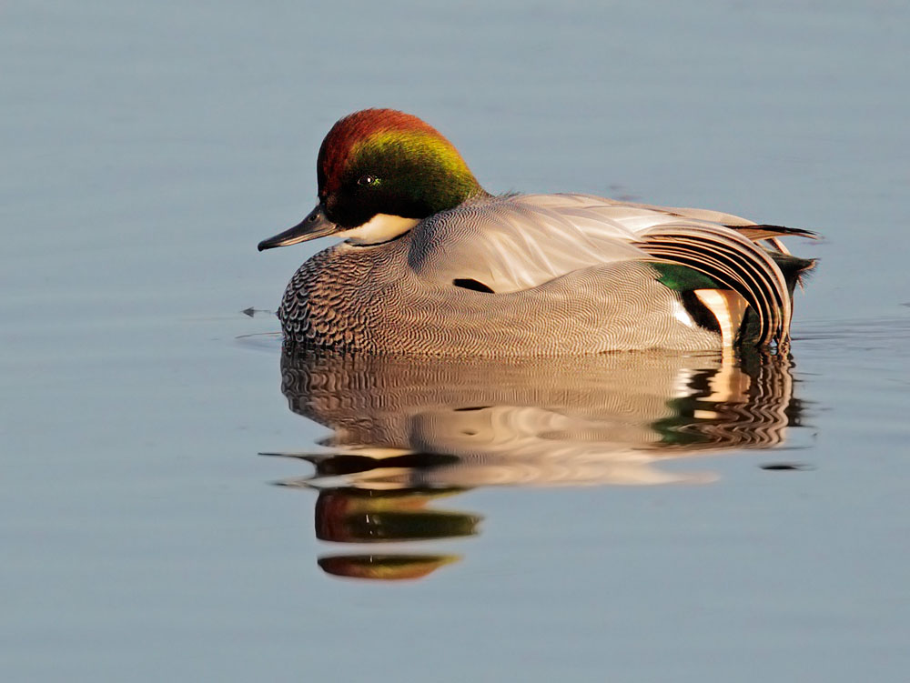 Falcated Duck