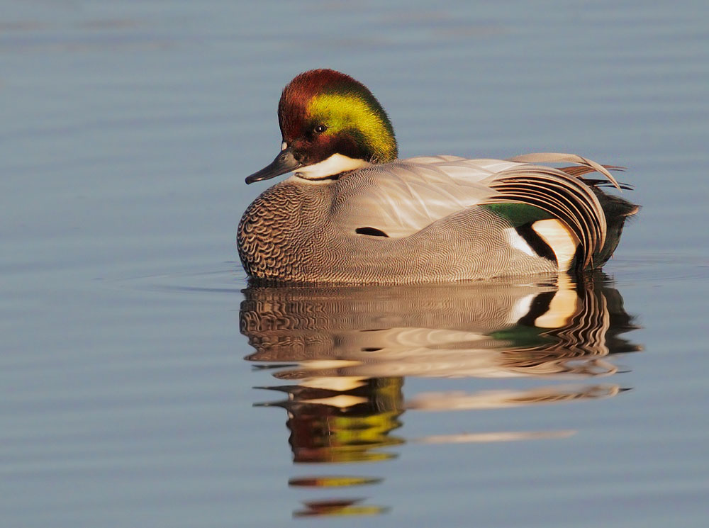 Falcated Duck
