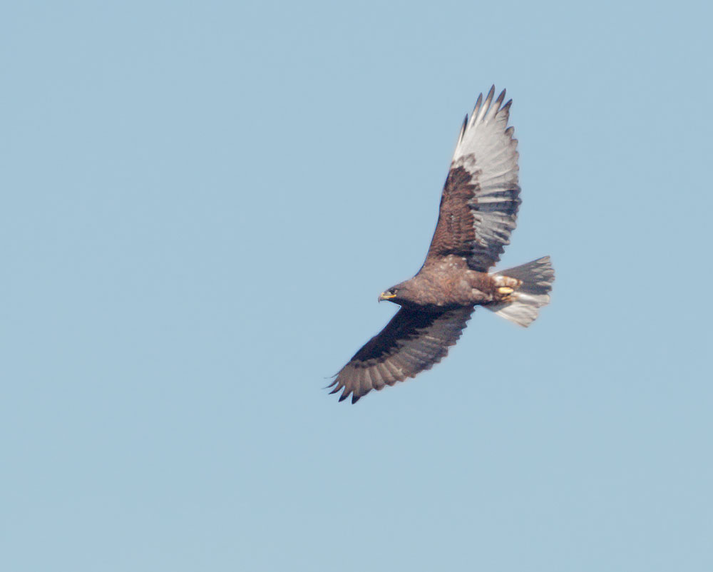 Ferruginous Hawk
