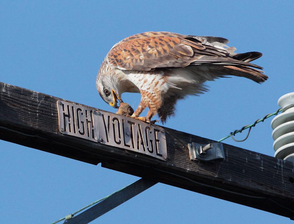 Ferruginous Hawk