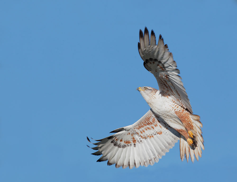 Ferruginous Hawk