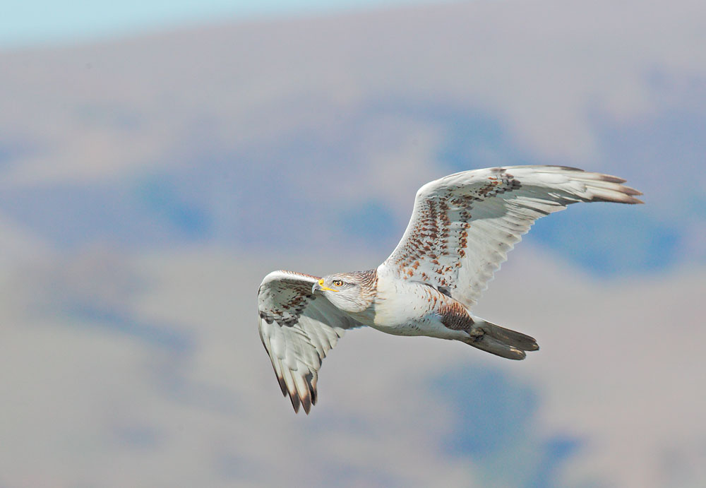 Ferruginous Hawk