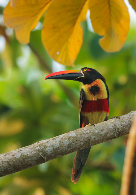 Fiery-billed Aracari