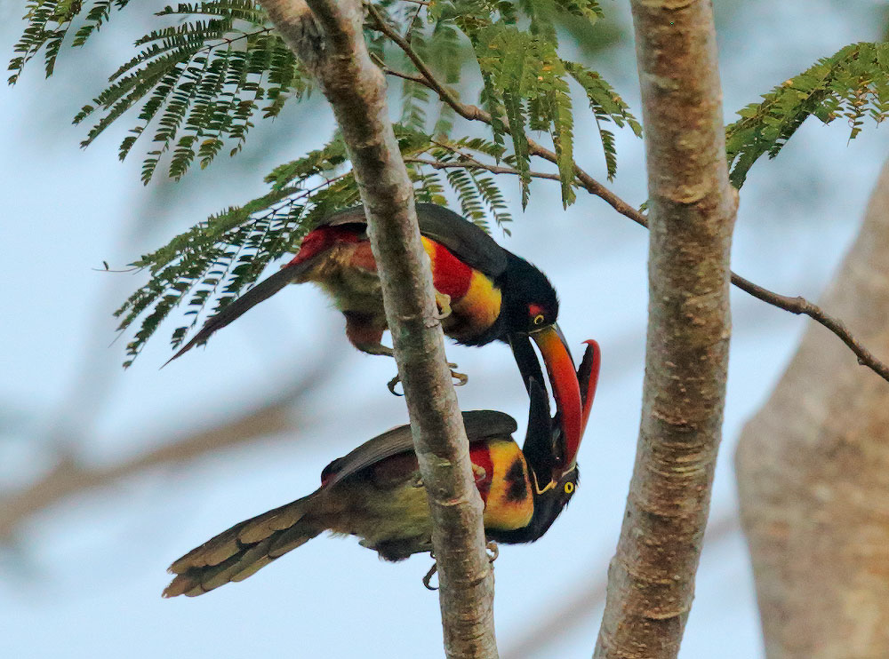 Fiery-billed Aracaris