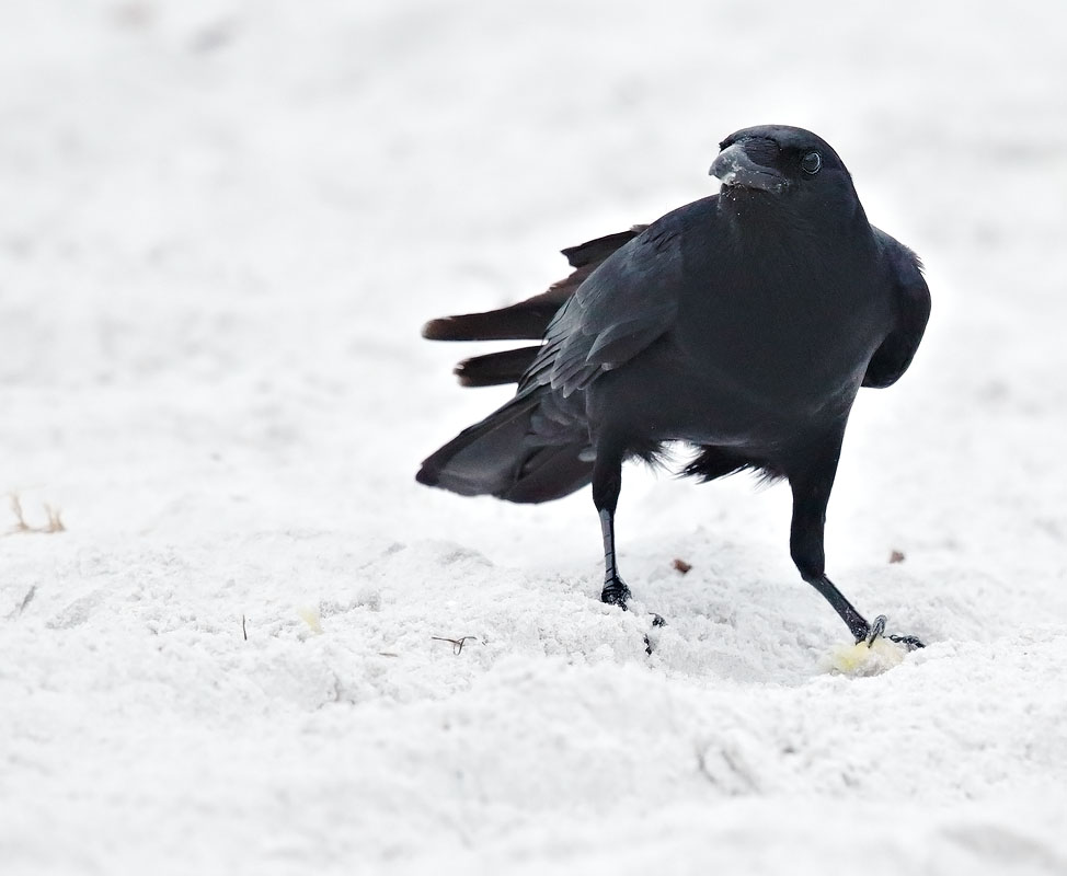 Fish Crow