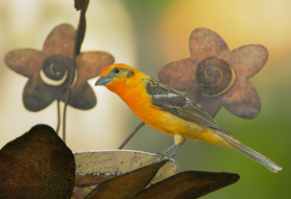 Flame-colored Tanager