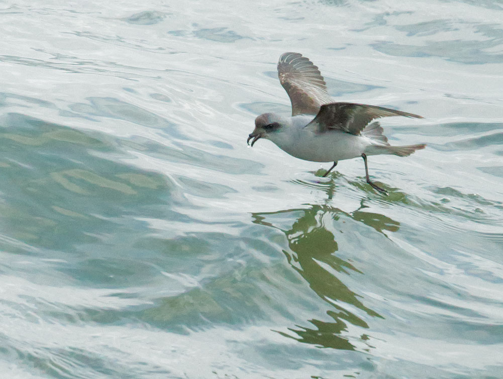 Fork-tailed Storm-Petrel