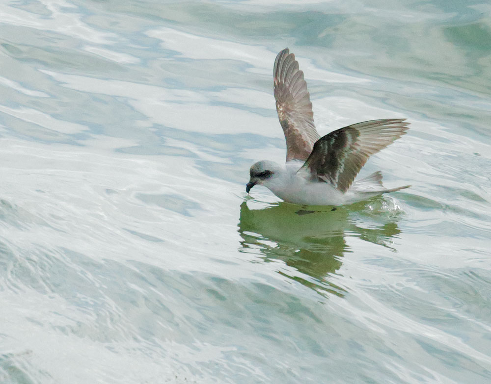 Fork-tailed Storm-Petrel