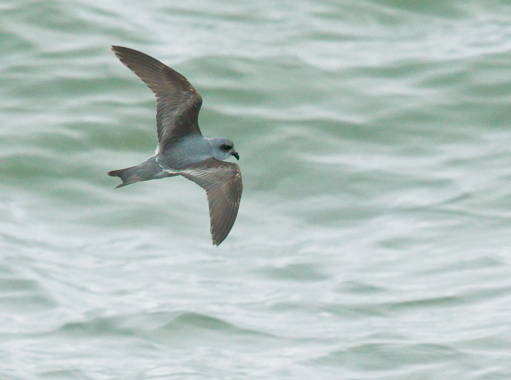 Fork-tailed Storm-Petrel