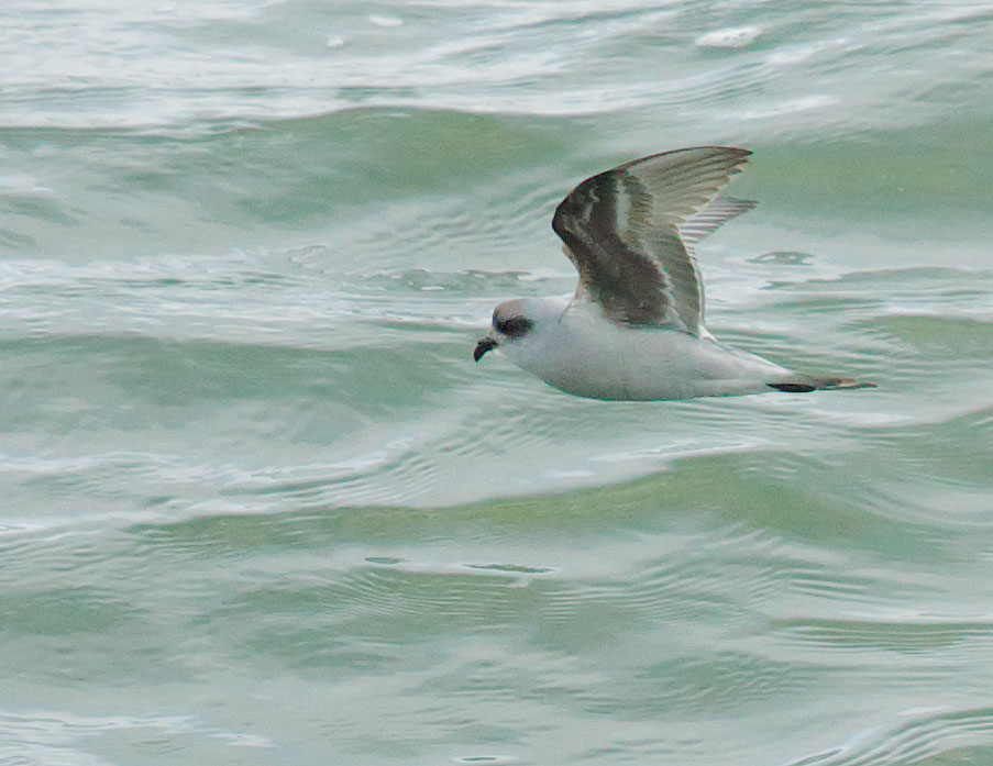 Fork-tailed Storm-Petrel