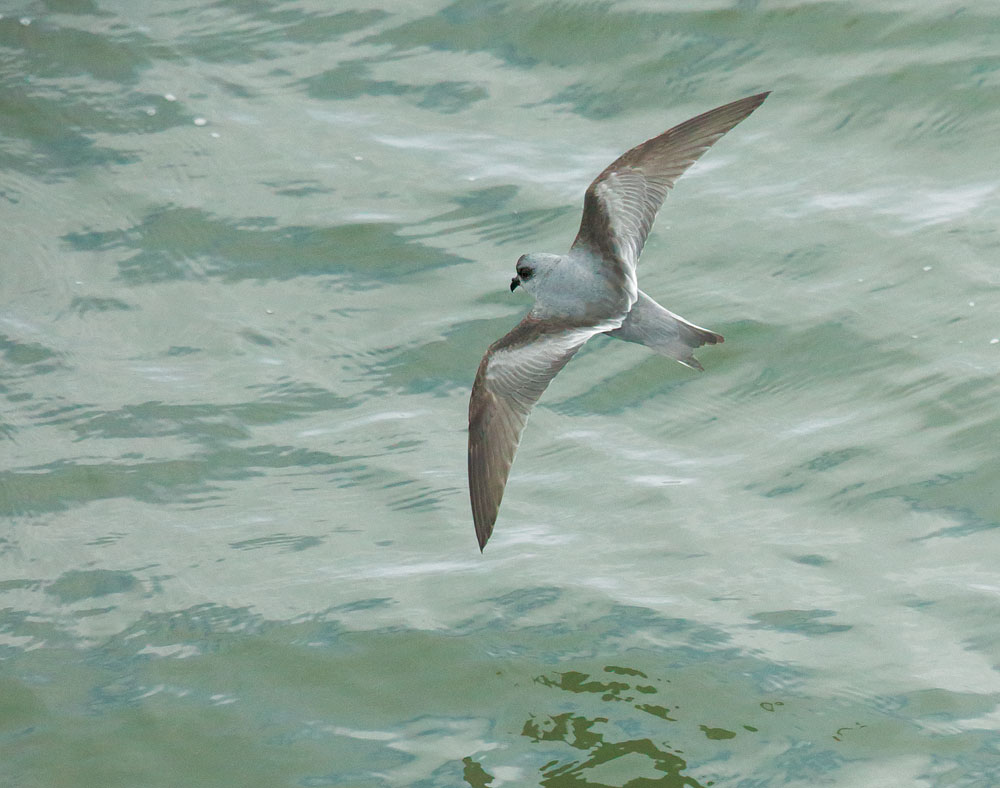 Fork-tailed Storm-Petrel