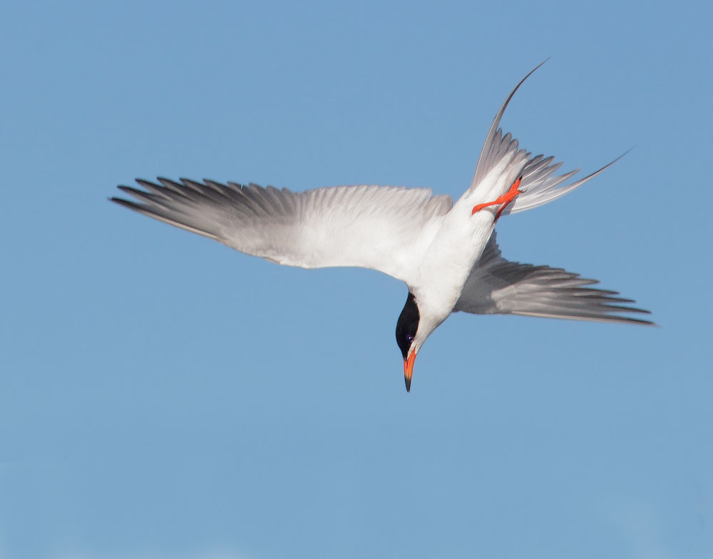 Forster's Tern