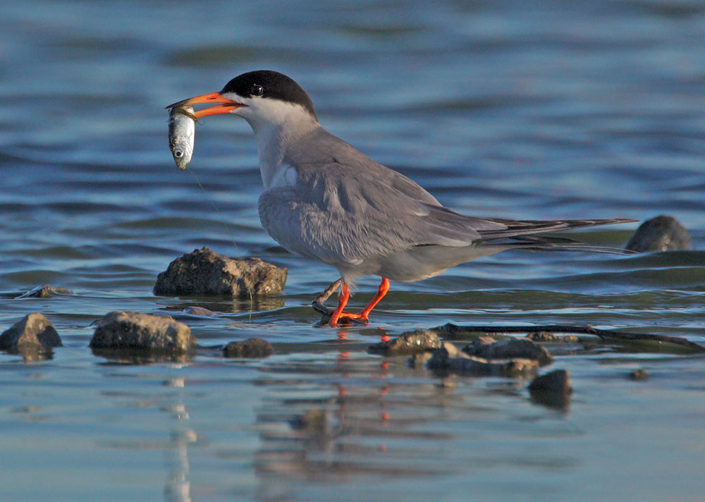 Forster's Tern