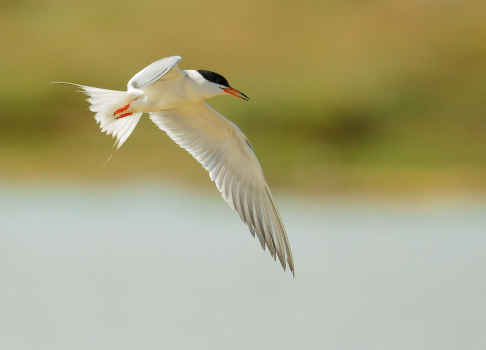 Forster's Tern