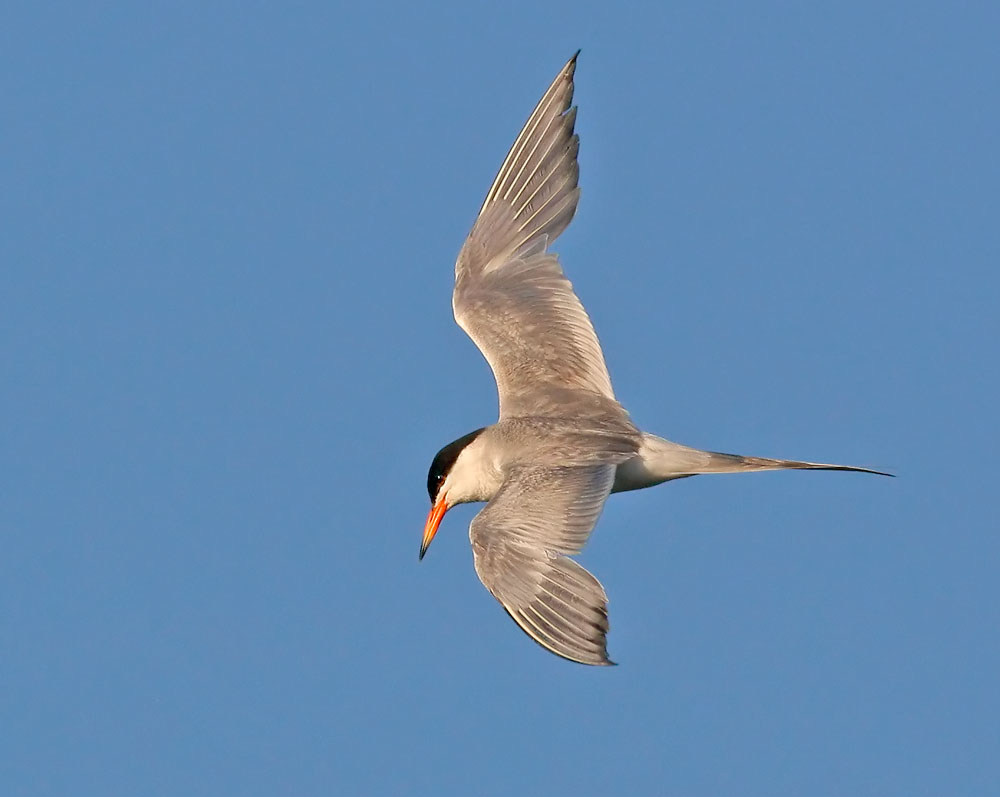 Forster's Tern