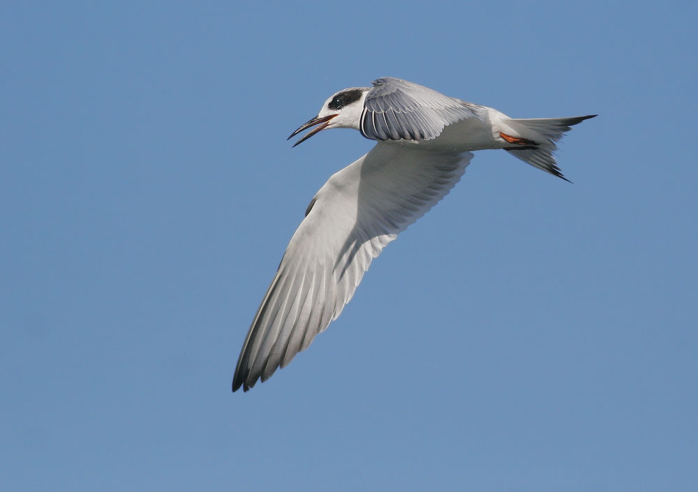 Forster's Tern
