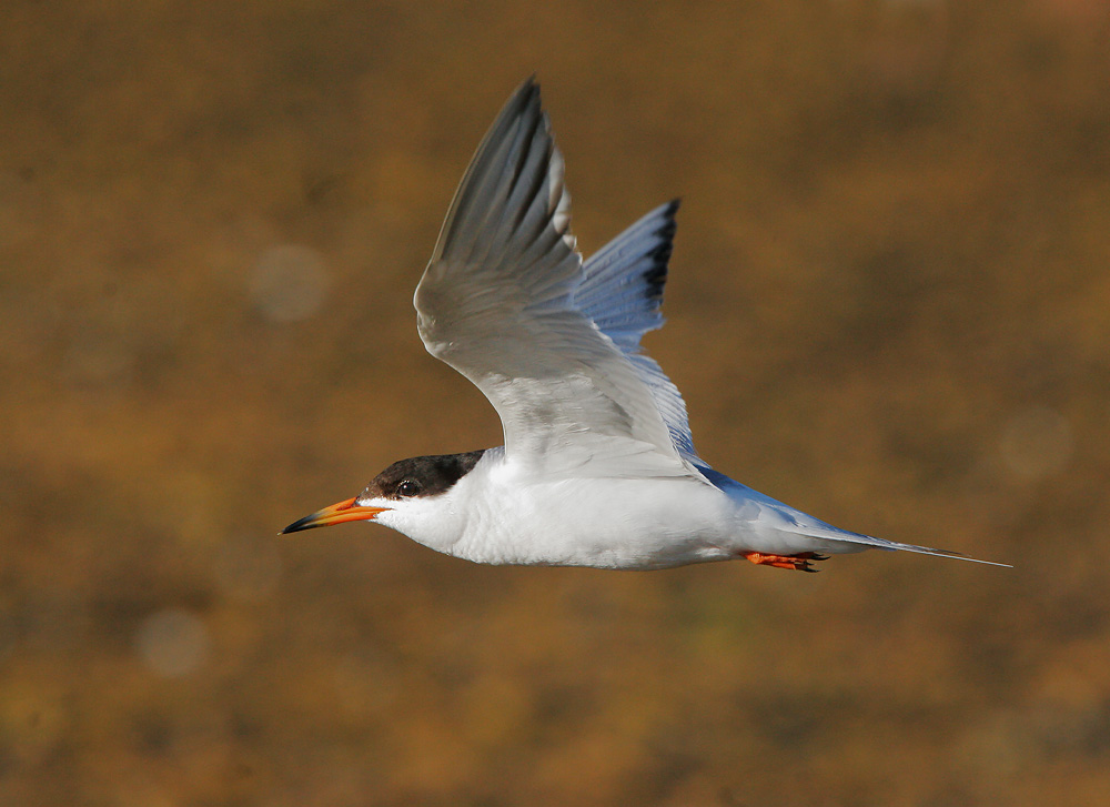 Forster's Tern