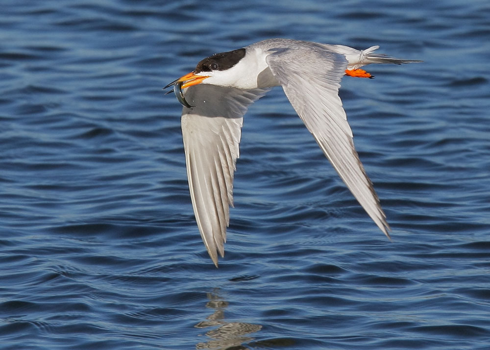 Forster's Tern