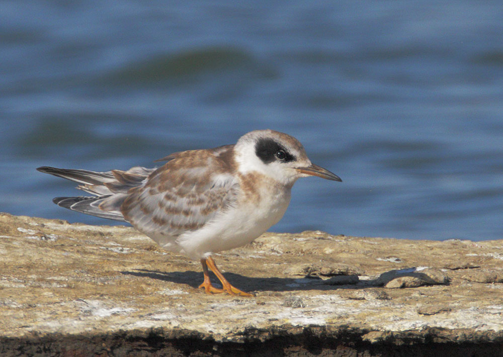 Forster's Tern