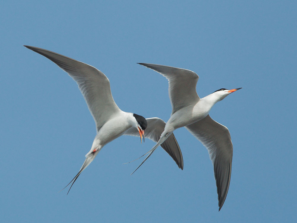 Forster's Terns