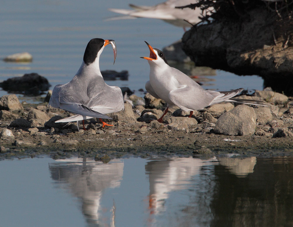 Forster's Terns