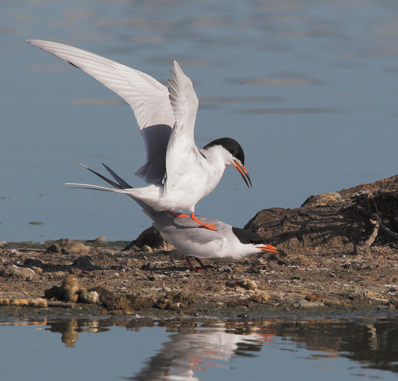 Forster's Terns