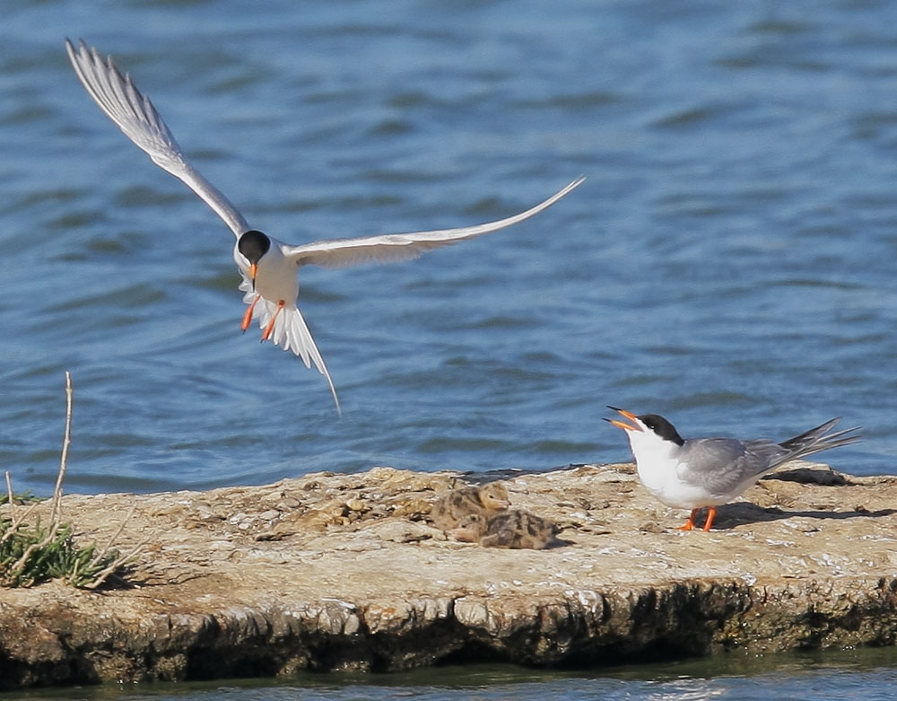 Forster's Terns