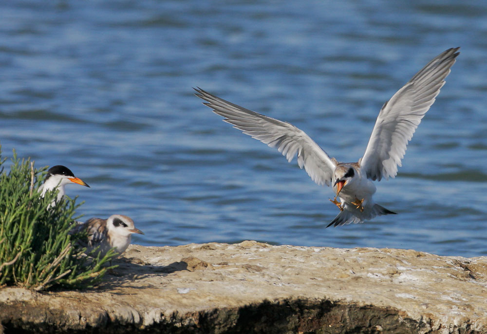 Forster's Terns