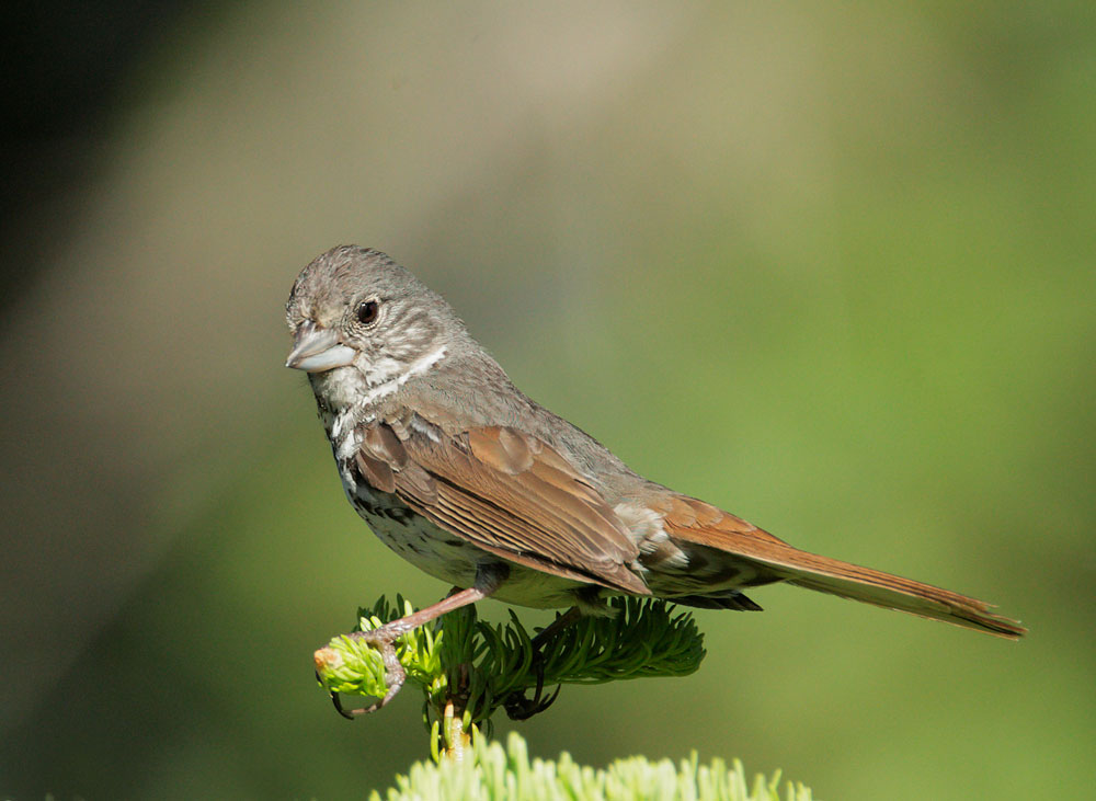 Fox Sparrow