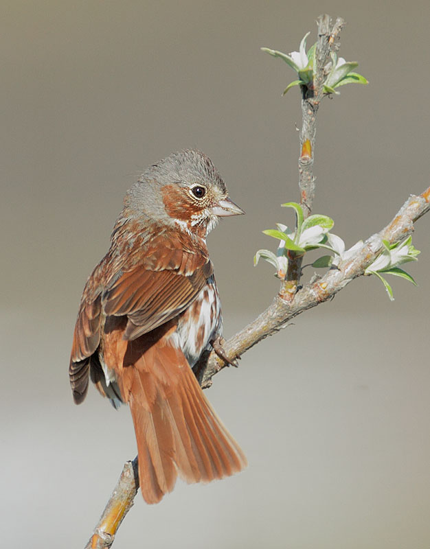 Fox Sparrow