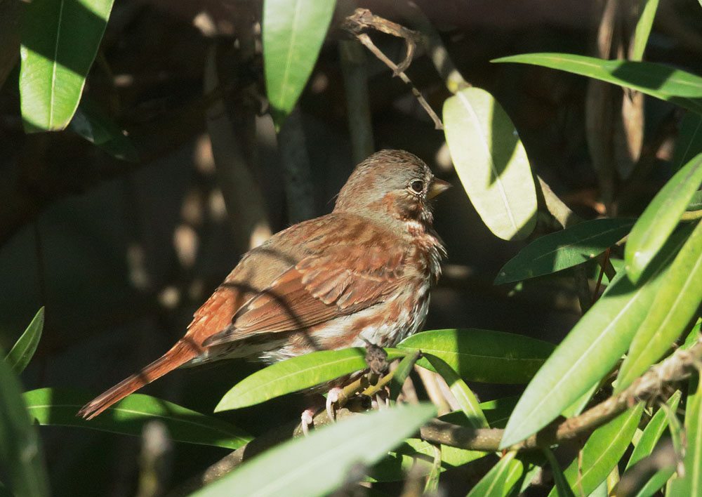 Fox Sparrow