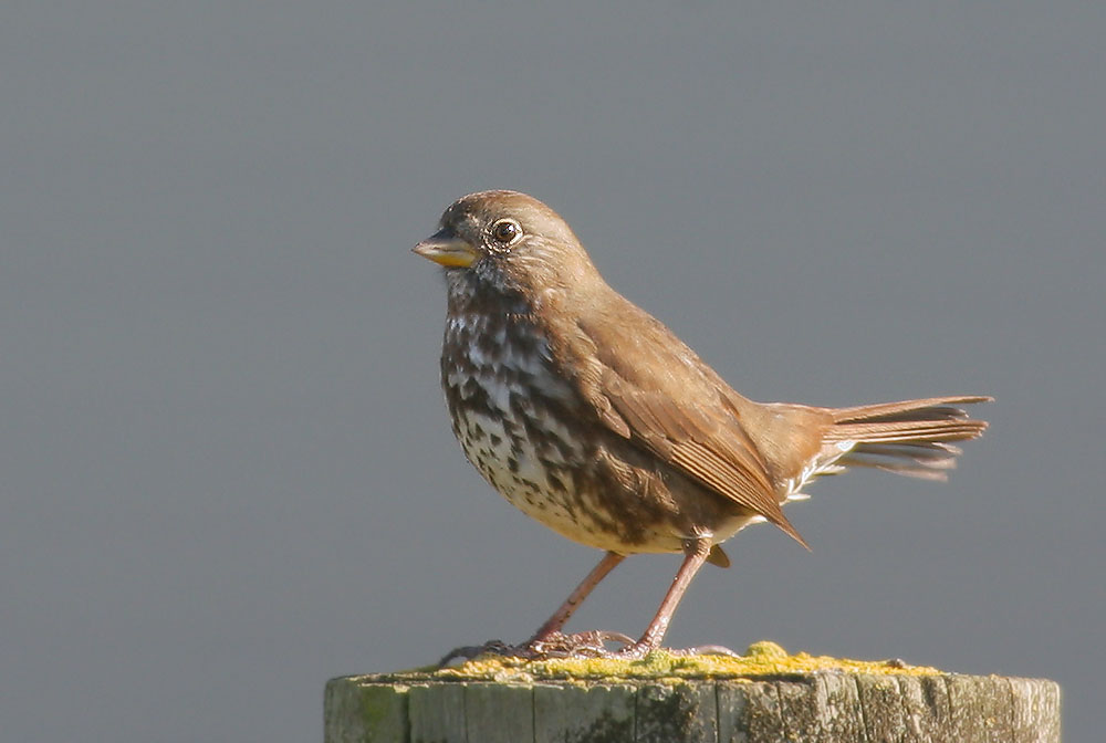 Fox Sparrow